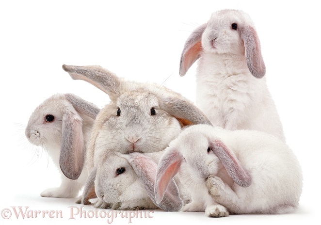 Rabbit mother and youngsters, white background
