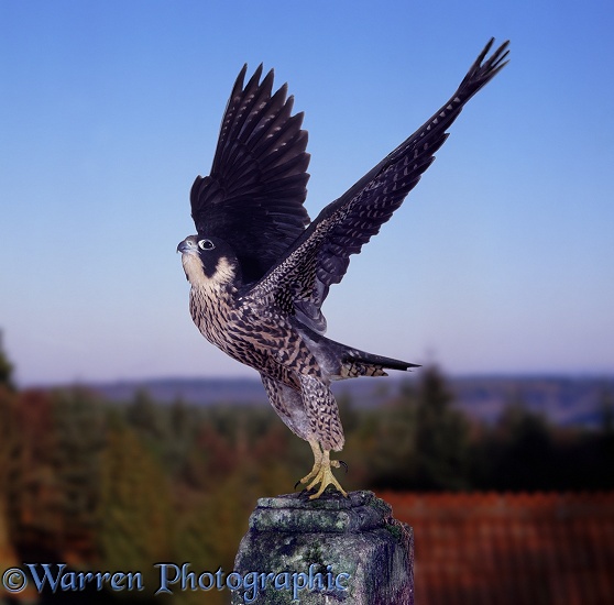 Peregrine (Falco peregrinus), dark phase, taking off