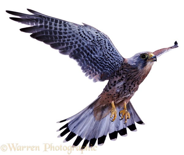 Kestrel (Falco tinnunculus) male in flight, white background