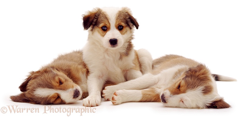 Three Border Collie pups, white background