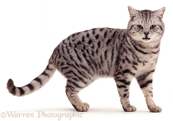 Silver tabby cat Zorro, about 9 years old, standing, white background