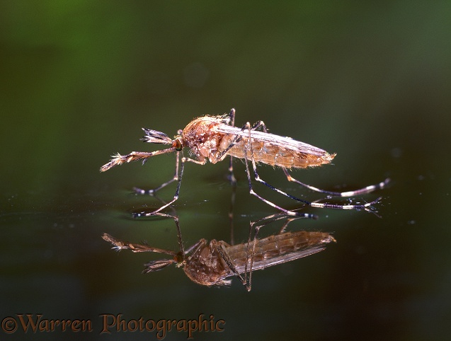 Mosquito (Theobaldia annulata) male imago freshly emerged