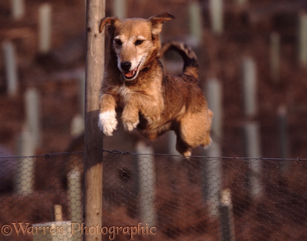 Lakeland Terrier x Border Collie bitch Bess jumping fence