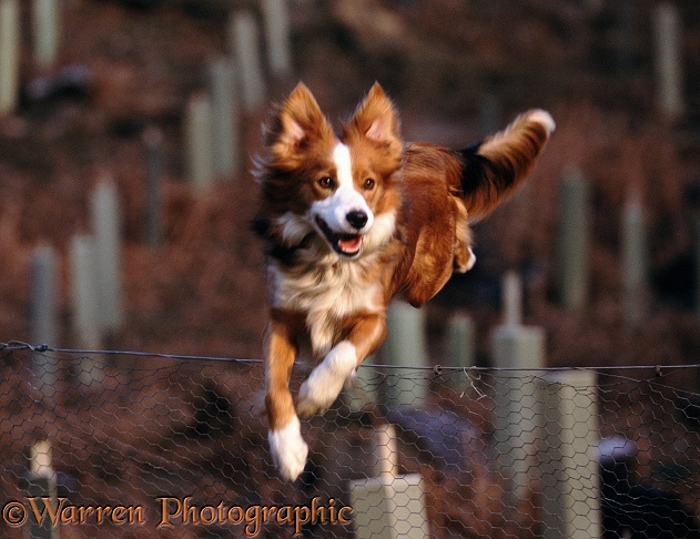 Border Collie Lollipop, jumping fence