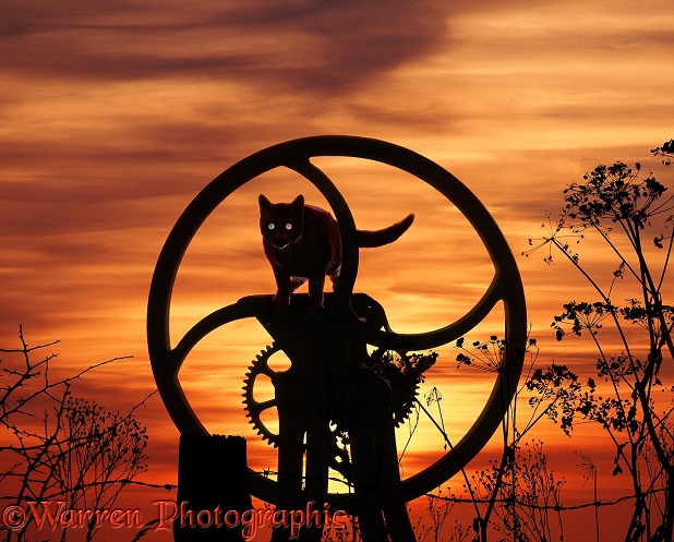 Farm cat at sunset