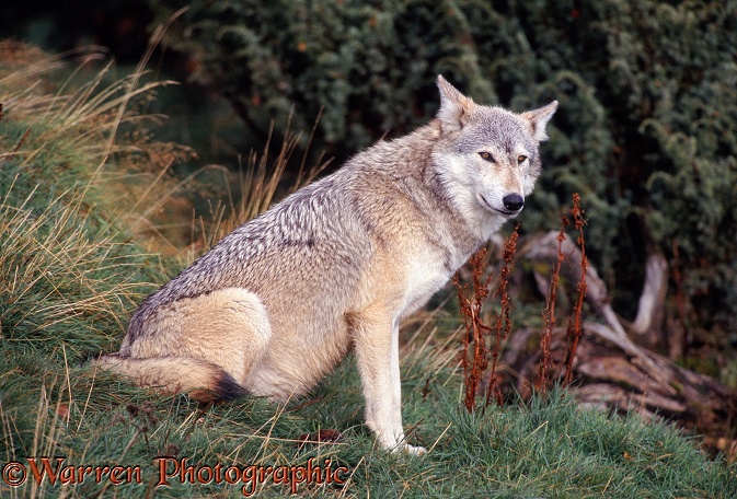 Grey Wolf (Canis lupus) sitting