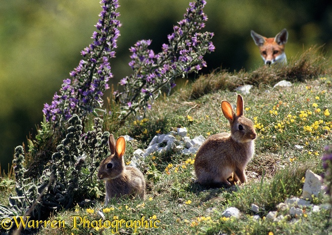 Young Rabbits (Oryctolagus cuniculus) being watched by a Fox (Vulpes vulpes)