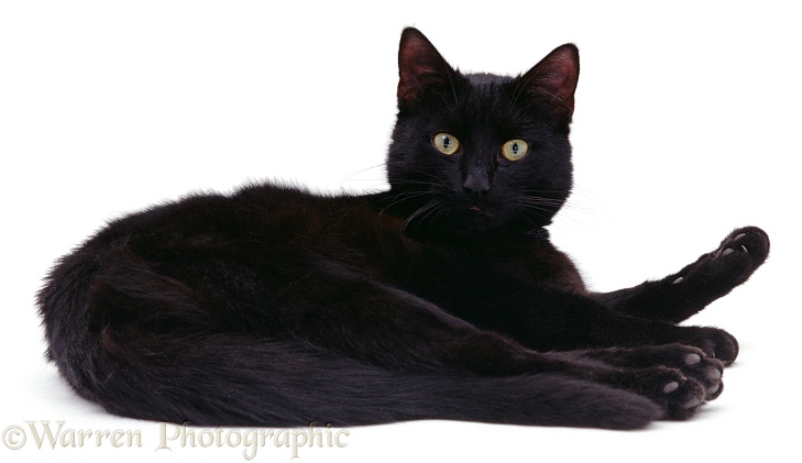 Black cat lying down, white background