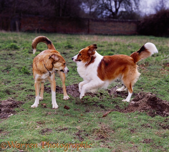 Border Collies, Honey and Hans, playing