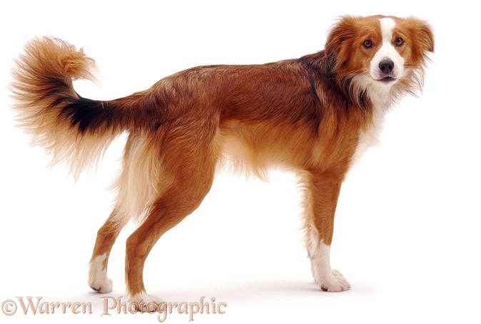 Border Collie bitch Lollipop, standing, white background