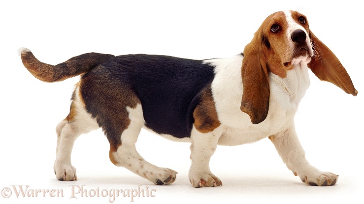 Basset Hound pup Emily walking, white background