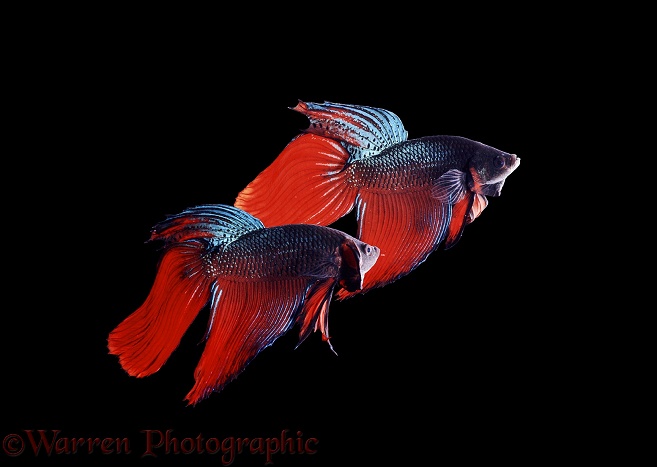 Siamese Fighting Fish (Betta splendens) males displaying aggressively at each other, one turning to present spread gill covers to its opponent