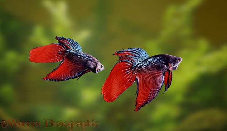 Siamese Fighting Fish (Betta splendens) males displaying aggressively at each other.  Malay peninsula and Thailand