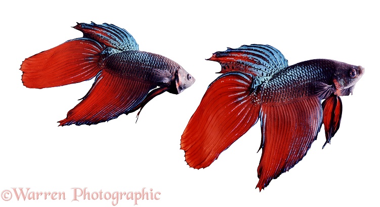 Siamese Fighting Fish (Betta splendens) males displaying aggressively at each other.  Malay peninsula and Thailand, white background