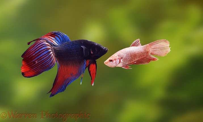 Siamese Fighting Fish (Betta splendens) male and female in courtship display