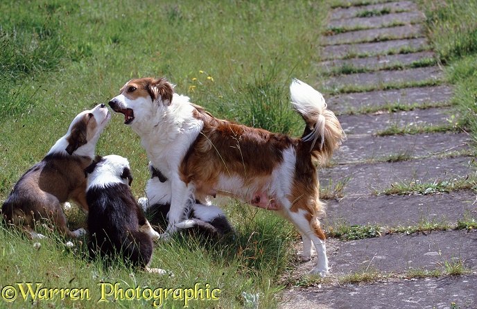 Border Collie Floss mouth fencing with one of her pups
