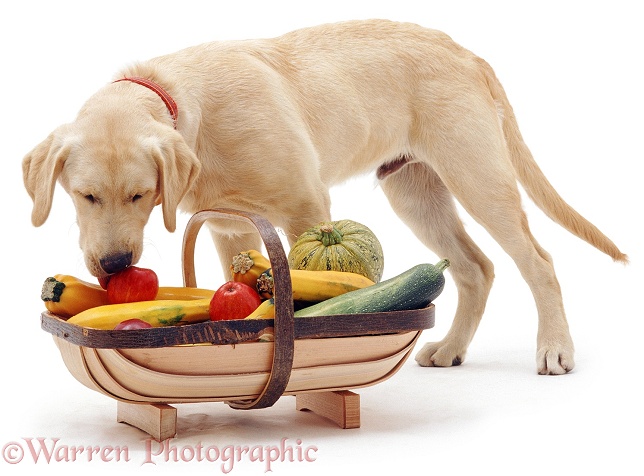 Labrador x Golden Retriever pup Remus stealing an apple stolen from the trug basket, white background