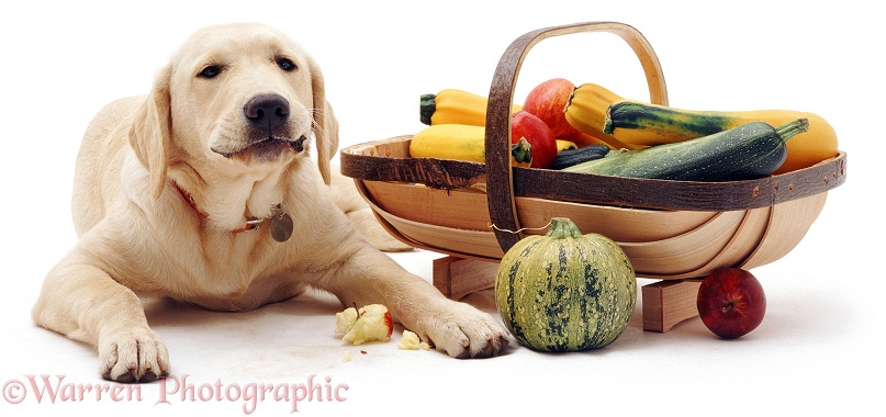 Labrador x Golden Retriever pup Remus eating an apple stolen from the trug basket, white background