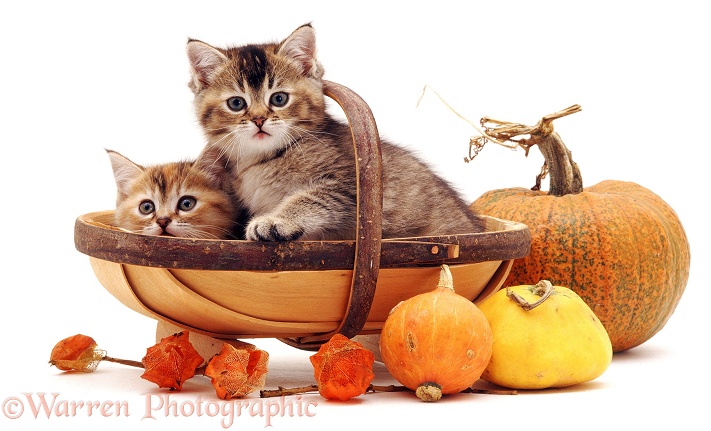 Kittens in a trug basket, white background