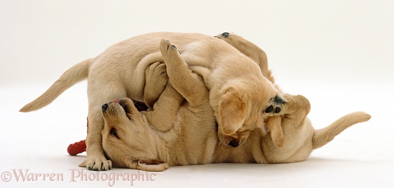 Yellow Labrador Retriever pups, 6 weeks old, play-fighting, white background