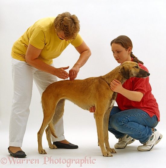 Chiropractor, Kay McCarroll, with assistant, Kathryn, working on blue-fawn Saluki Lurcher bitch, Tansy, white background