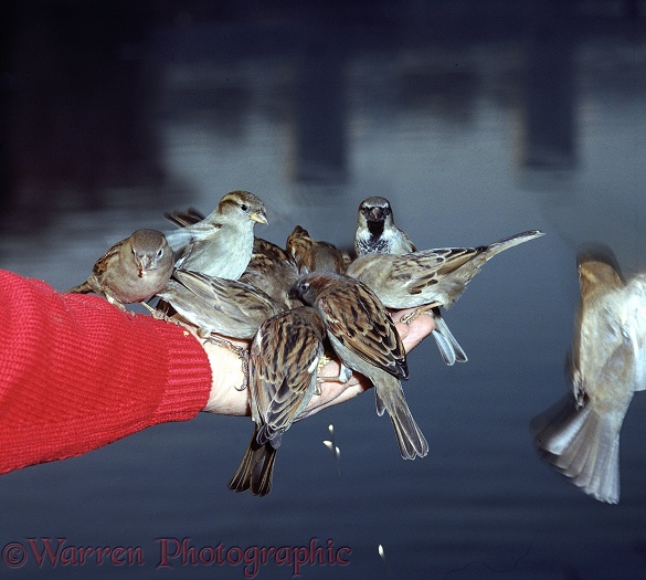 House Sparrows (Passer domesticus) feeding from the hand in a London park