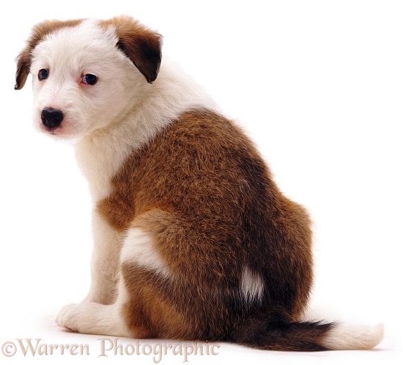Border Collie puppy Sheba, 9 weeks old, white background