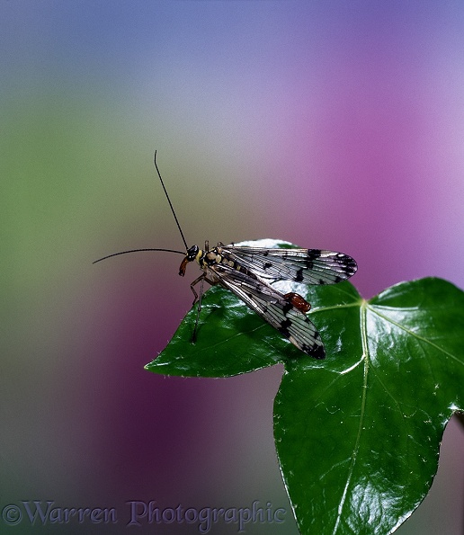 Scorpion Fly (Panorpa communis) male on ivy leaf