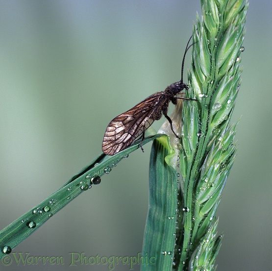 Alder Fly (Sialis lutaria) on Cocksfoot grass