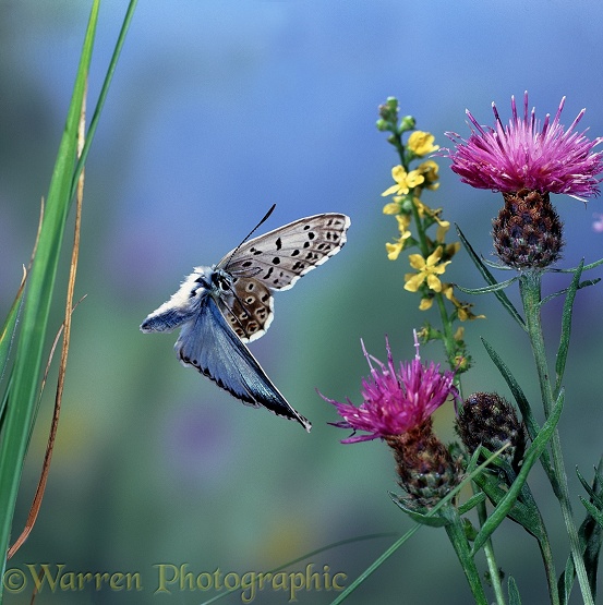 Chalkhill Blue Butterfly (Lysandra coridon) male in flight with Knapweed and Agrimony flowers