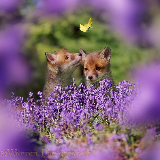 Red Fox (Vulpes vulpes) cubs and bluebells