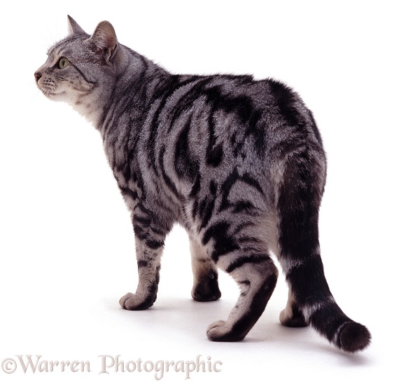 Silver tabby cat, white background