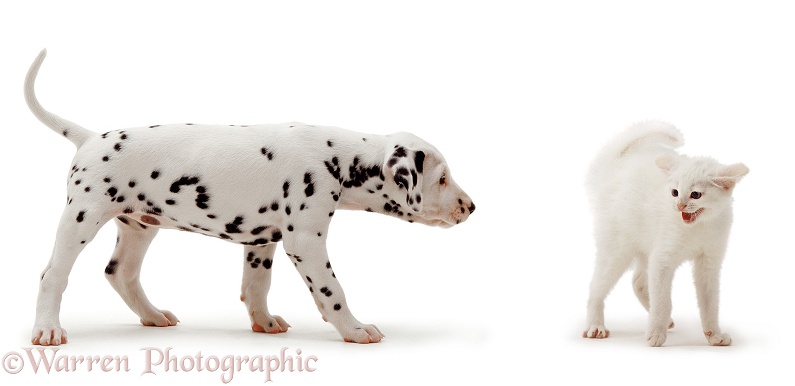Dalmatian pup and scared kitten, white background
