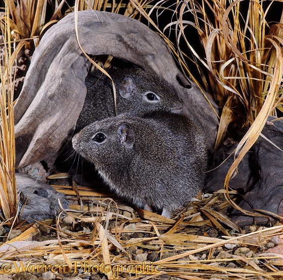 Cuis or Wild Cavy or Wild Guinea Pigs (Galea musteloides).  South America