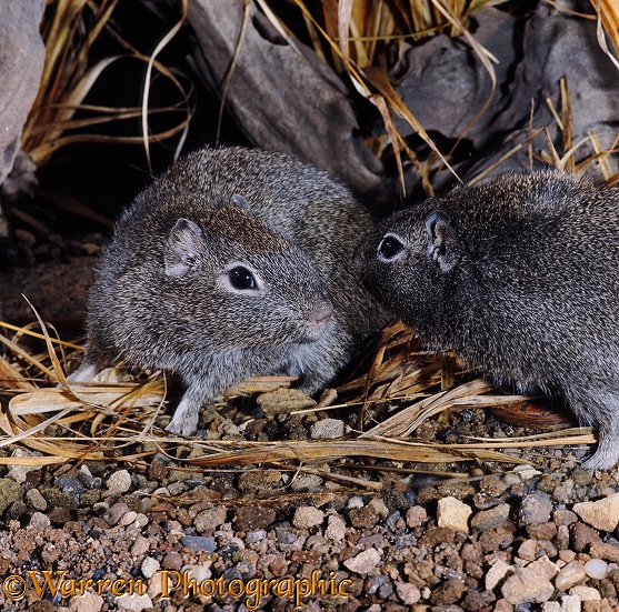 Cuis or Wild Cavy or Wild Guinea Pigs (Galea musteloides).  South America