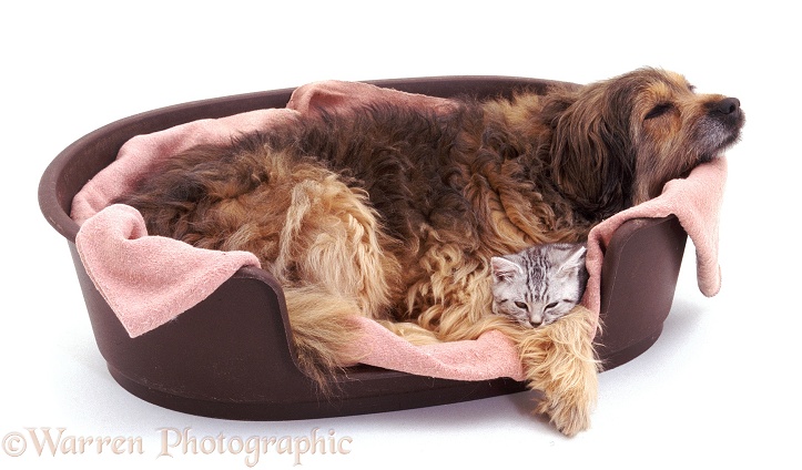 Mongrel, Pippa, 13 years old, asleep in basket with kitten, white background