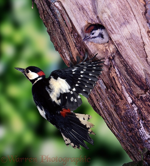 Great Spotted Woodpecker (Dendrocopos major) male taking off from nesting hole