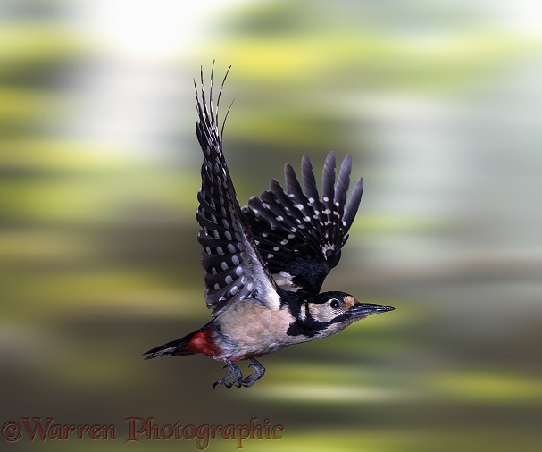 Great Spotted Woodpecker (Dendrocopos major) female in flight