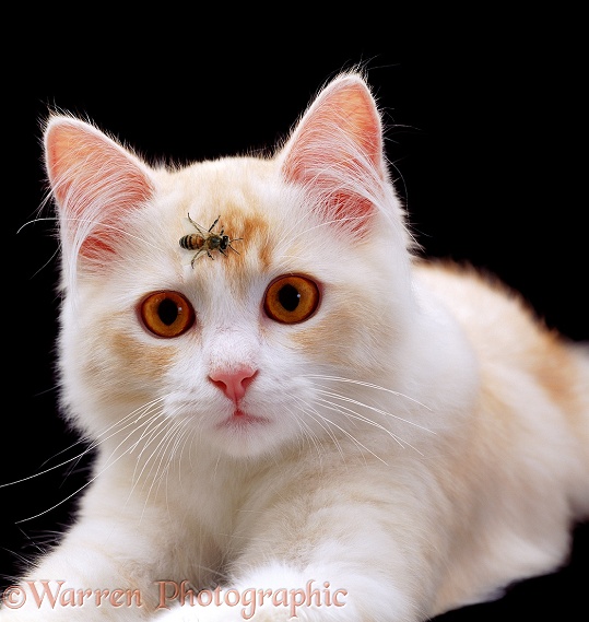 Cream cat with a honey bee on its face