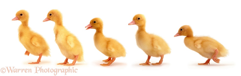 Yellow ducklings, white background