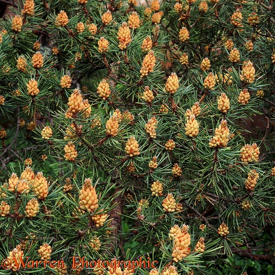 Scots Pine (Pinus sylvestris) flowers