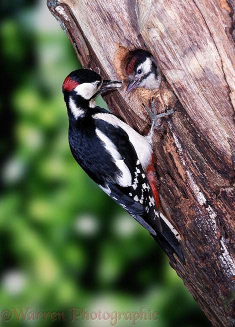 Great Spotted Woodpecker (Dendrocopos major) male feeding chick at nest hole