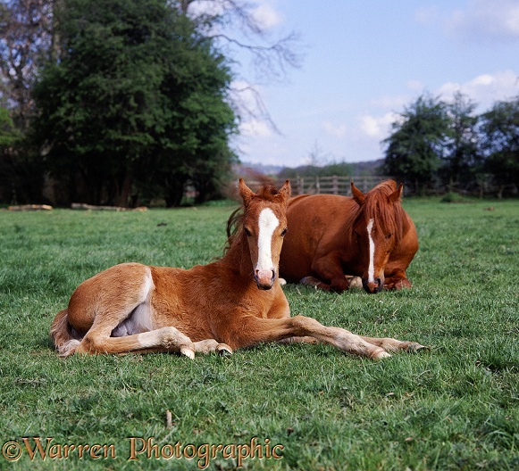 British show pony foal Dresden, 45 days old, lying down, his mother, Porcelain, behind