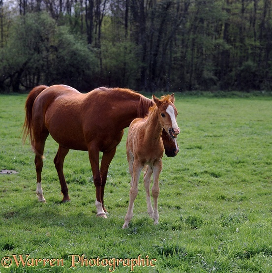 British Show Pony foal Dresden, 45 days old, yamming when his mother Porcelain rubs her face on his rump to dislodge irritating flies