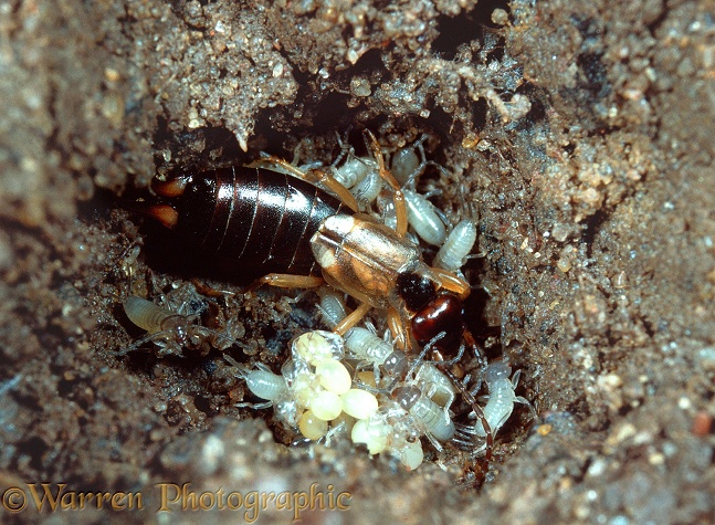 Common Earwig (Forficula auricularia) female guarding her young and eggs