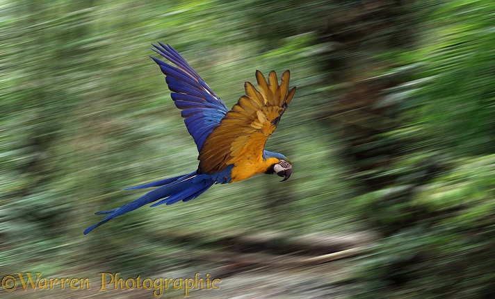 Blue and Yellow Macaw (Ara ararauna) in flight.  South America