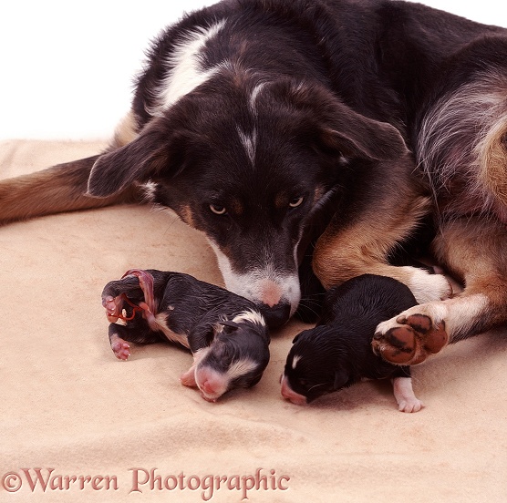 Mother Border Collie Sky with her newborn pups
