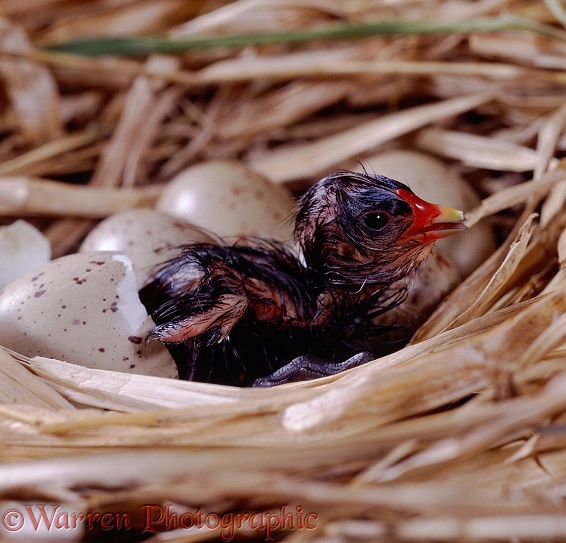 Hatchling Moorhen (Gallinula chloropus) chick resting after struggling from the egg