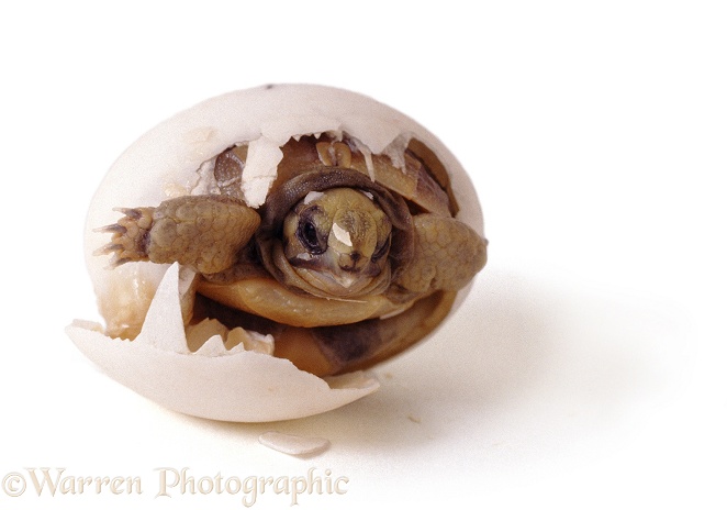Spur-thighed Tortoise (Testudo graeca) hatching from its egg.  Europe, white background