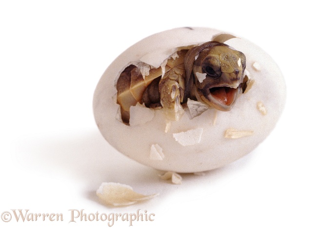 Spur-thighed Tortoise (Testudo graeca) hatching from its egg.  Europe, white background